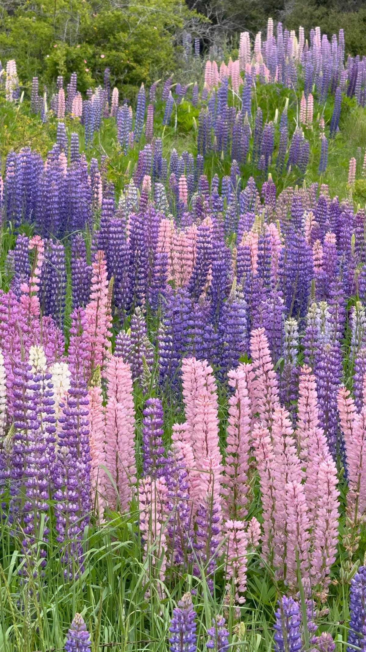 지도에는 사랑이 빠져있어요: Lindis 고개 넘기