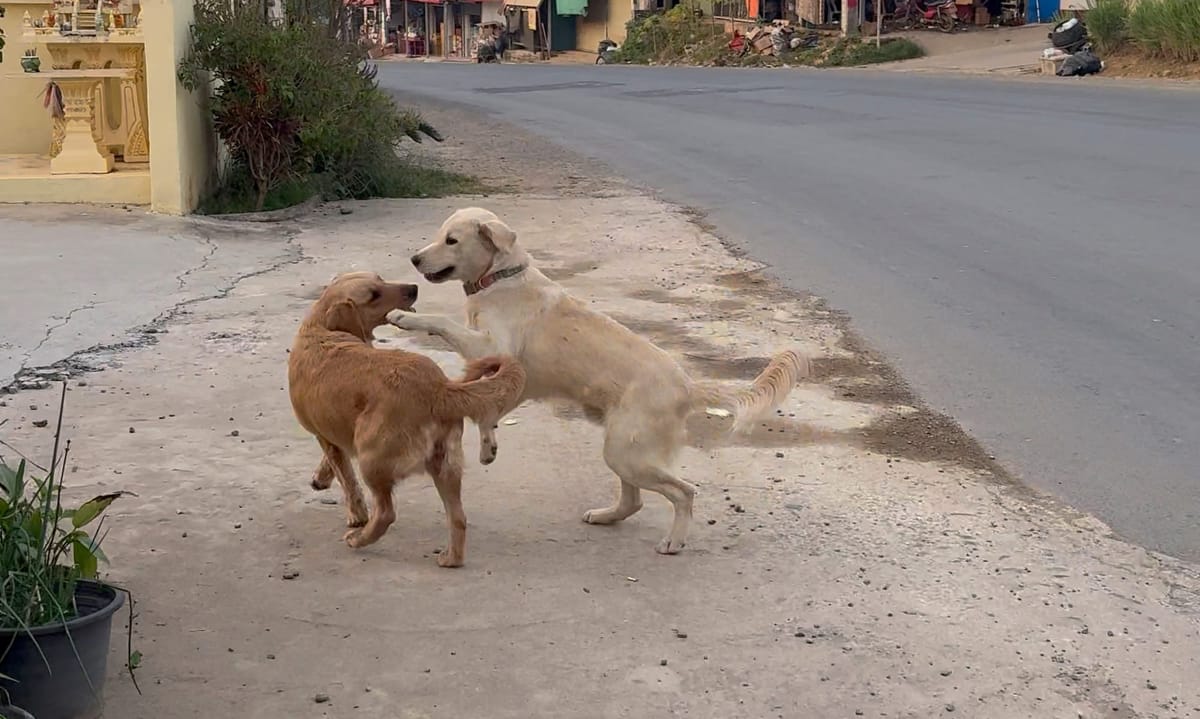 라오스 입국 10분 만에 사라진 여권: 라오스의 첫인상