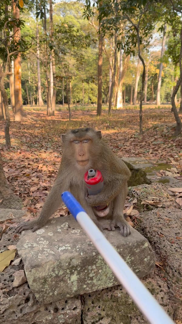 앙코르와트의 원숭이에게 물통을 탈환하는 법