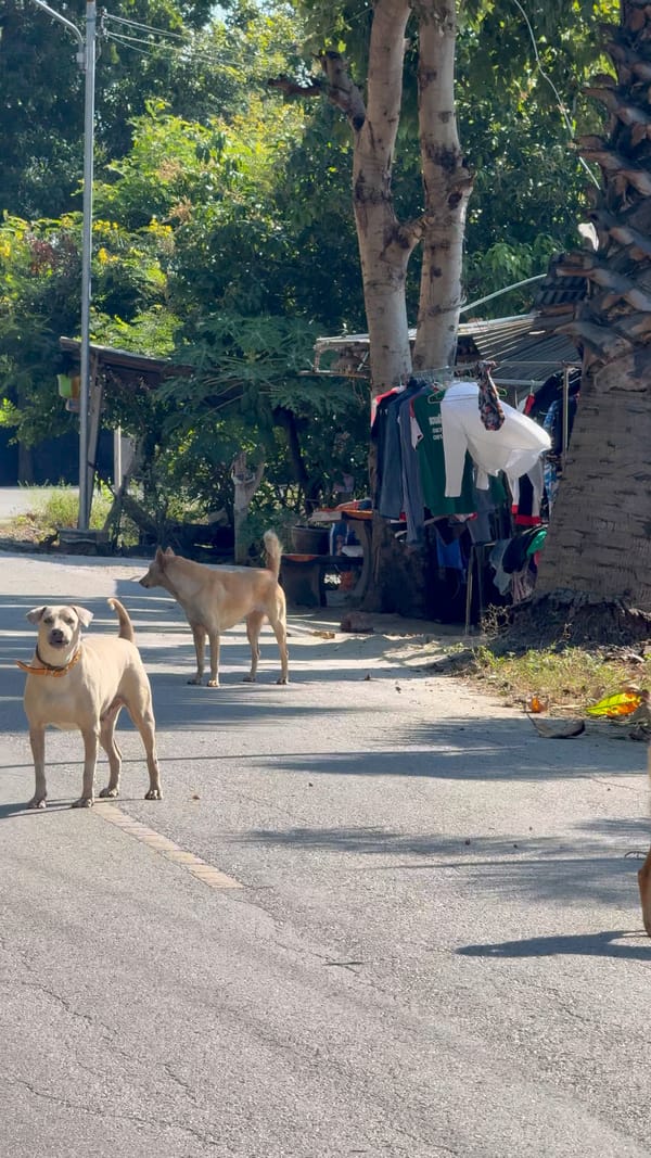 방콕 탈출, 그리고 시작된 들개 패거리와의 전쟁